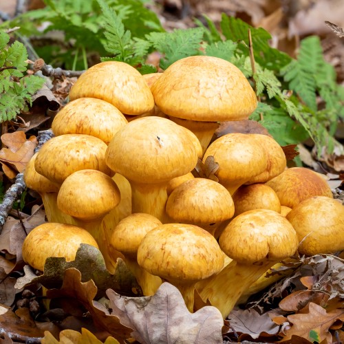 Gymnopilus spectabilis