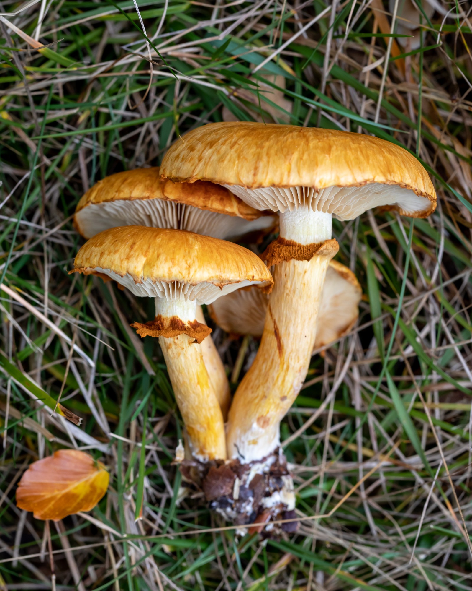 Gymnopilus spectabilis
