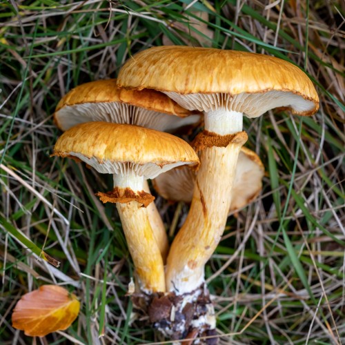 Gymnopilus spectabilis