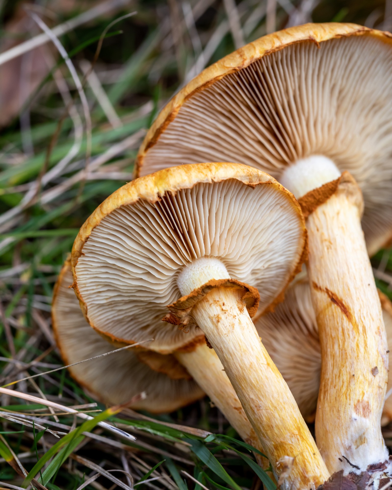 Gymnopilus spectabilis