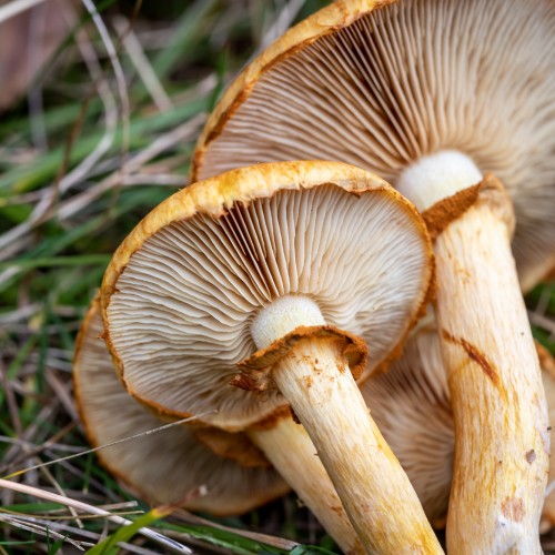 Gymnopilus spectabilis