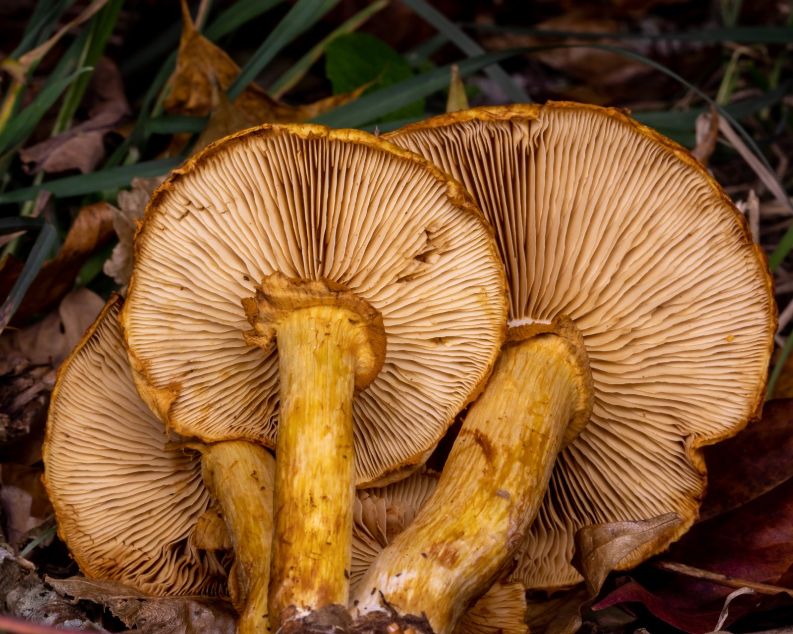 Gymnopilus spectabilis