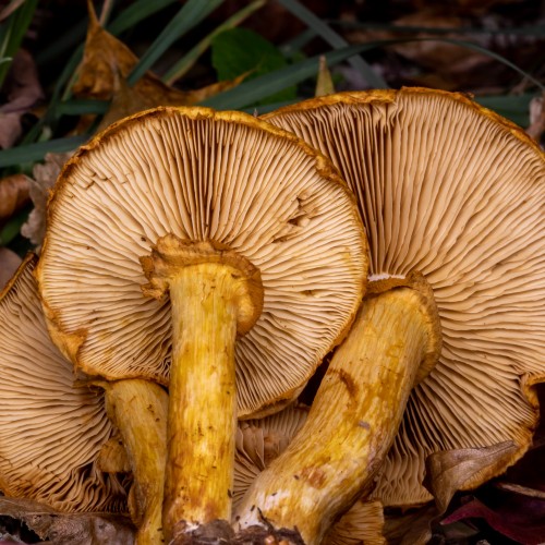 Gymnopilus spectabilis