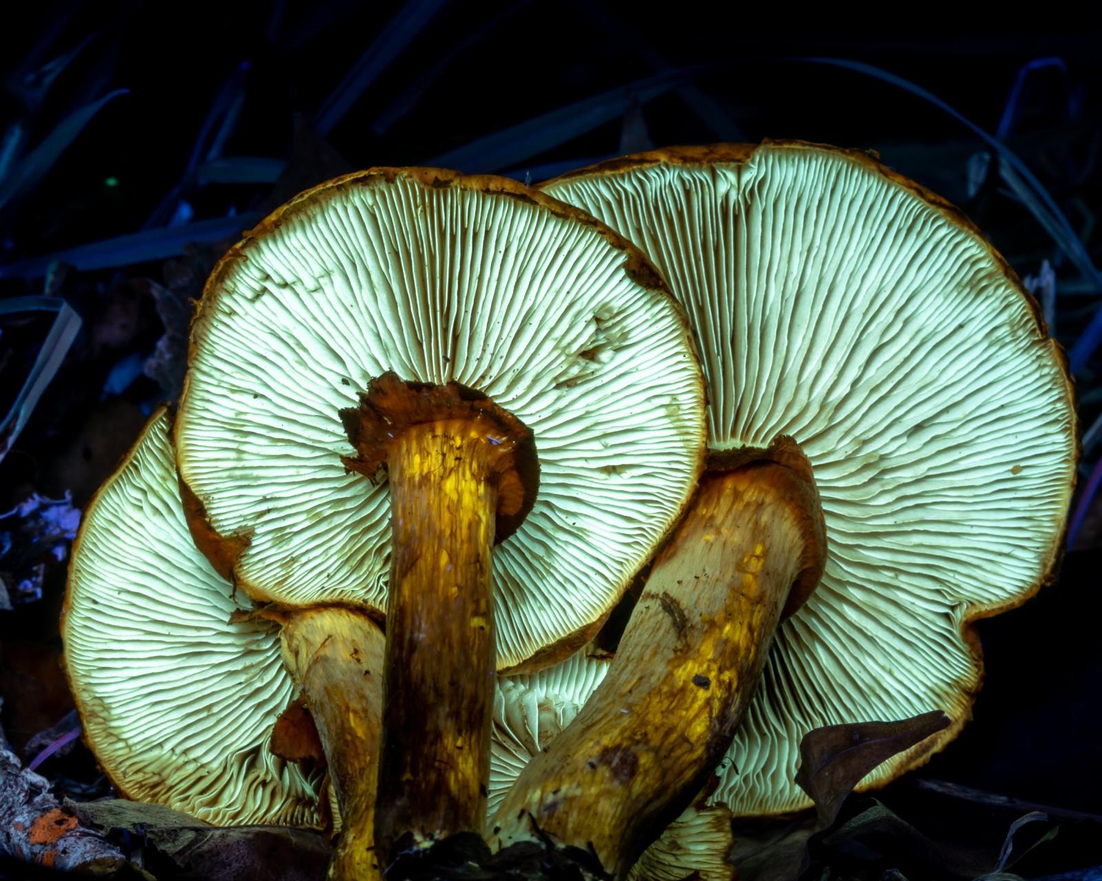 Gymnopilus spectabilis