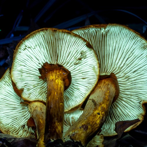 Gymnopilus spectabilis
