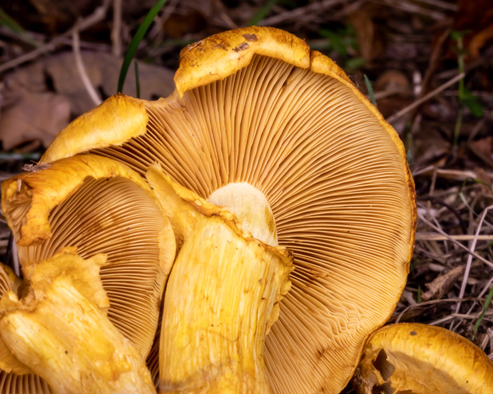 Gymnopilus spectabilis