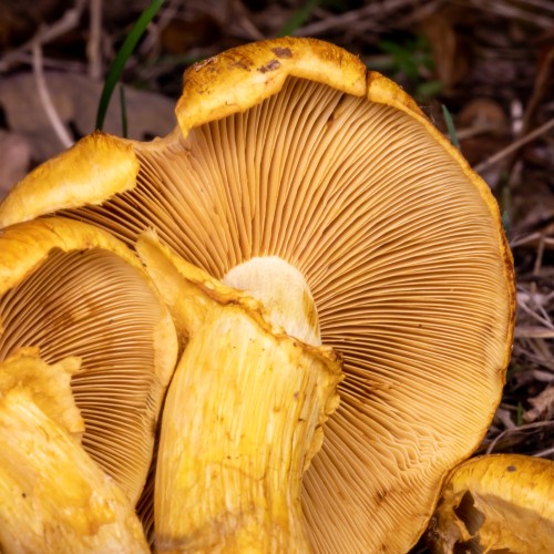 Gymnopilus spectabilis