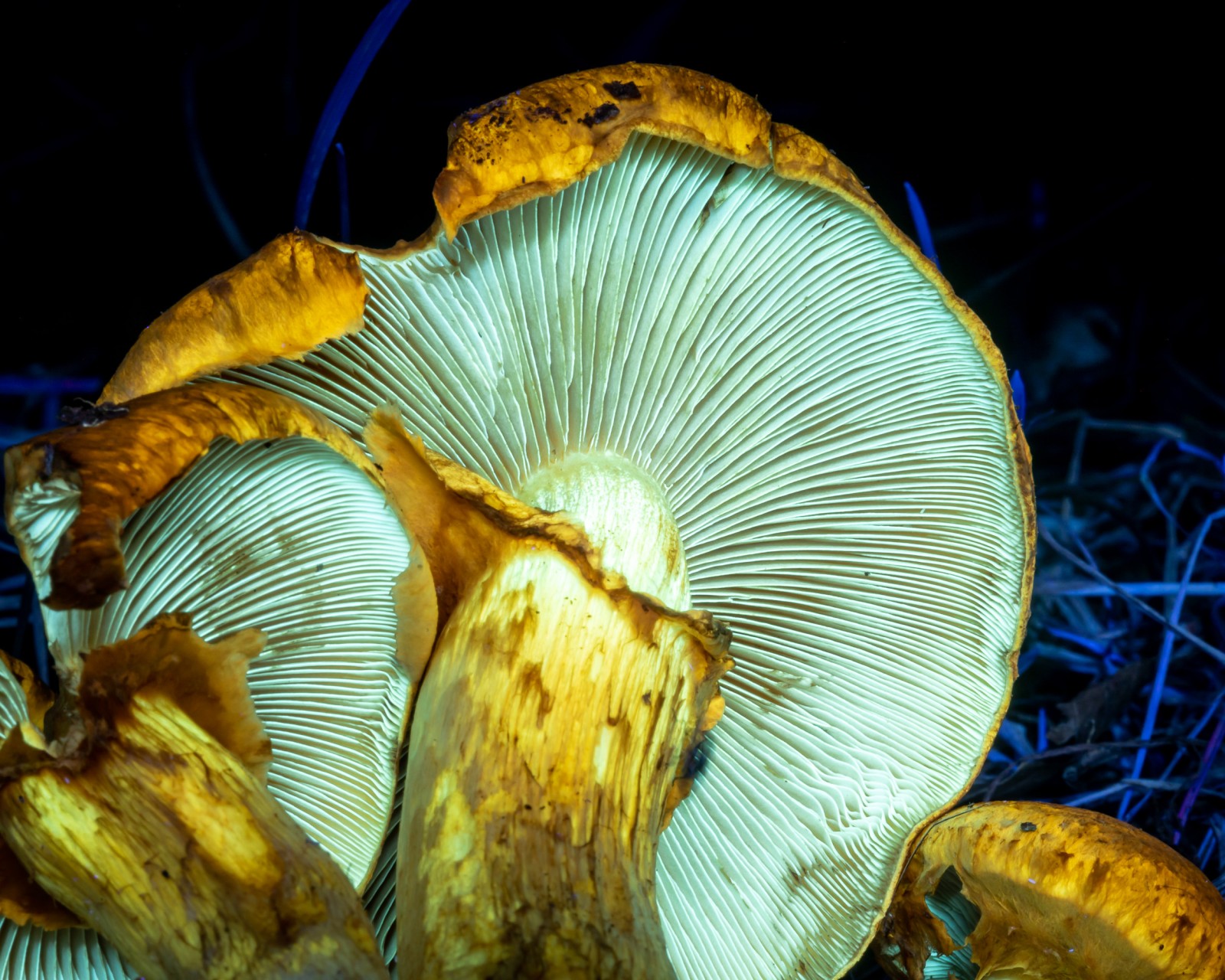 Gymnopilus spectabilis