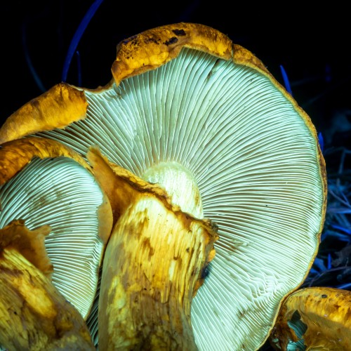 Gymnopilus spectabilis