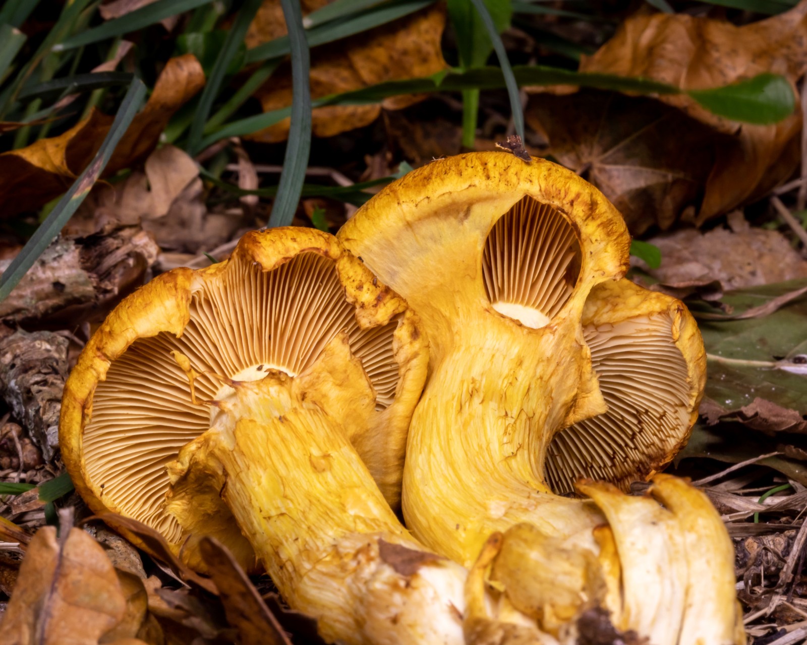 Gymnopilus spectabilis