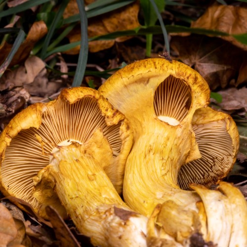 Gymnopilus spectabilis