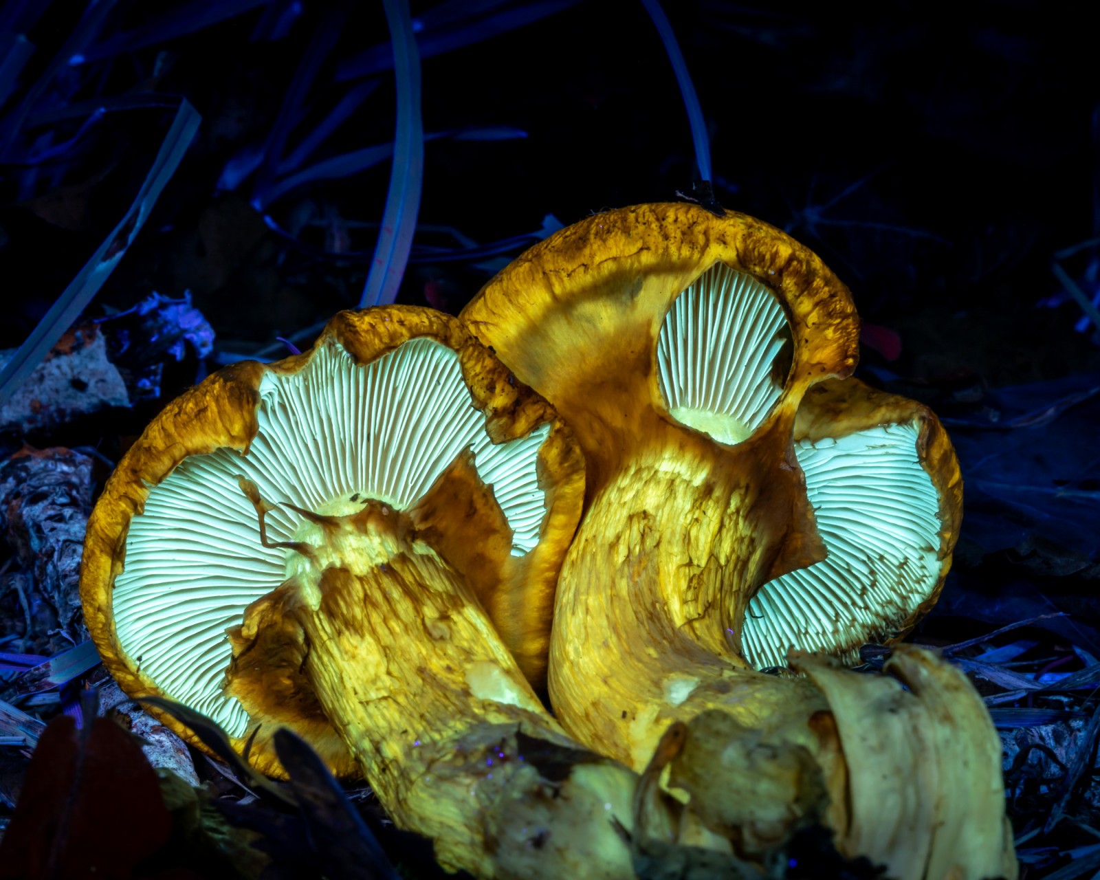 Gymnopilus spectabilis