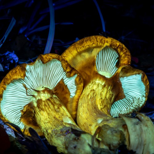 Gymnopilus spectabilis