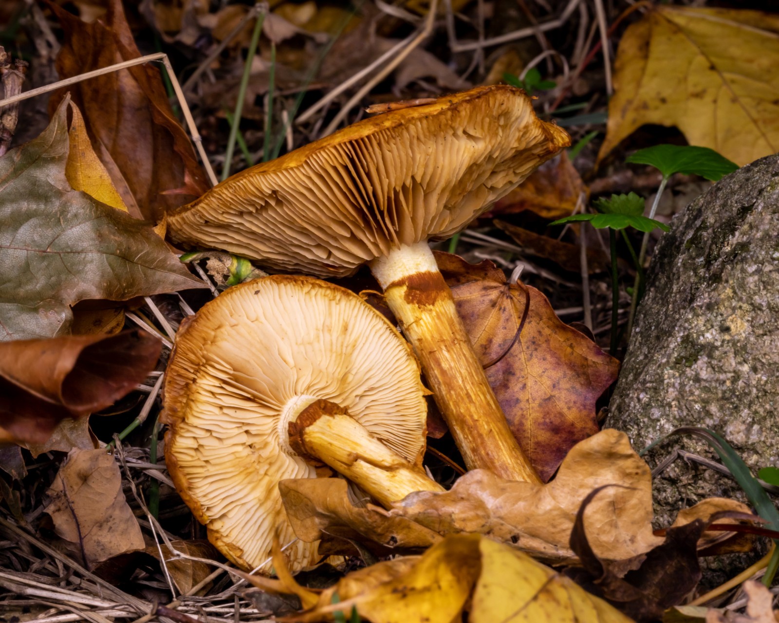Gymnopilus spectabilis