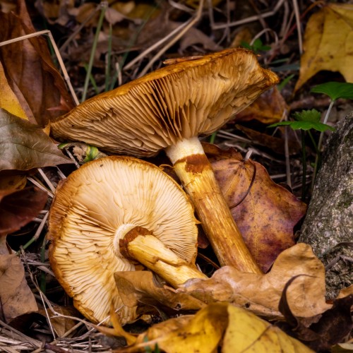 Gymnopilus spectabilis