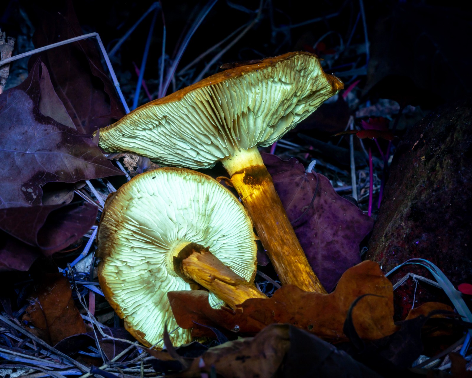 Gymnopilus spectabilis