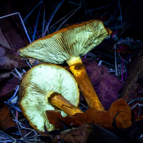Gymnopilus spectabilis