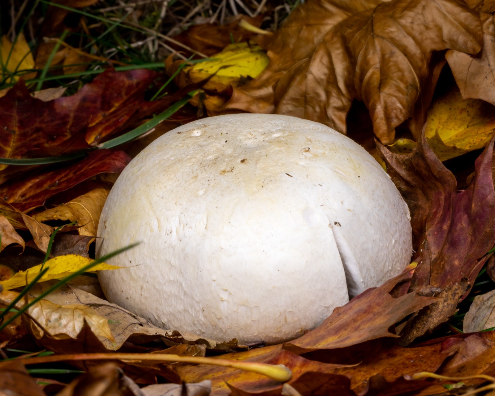 Agaricus arvensis