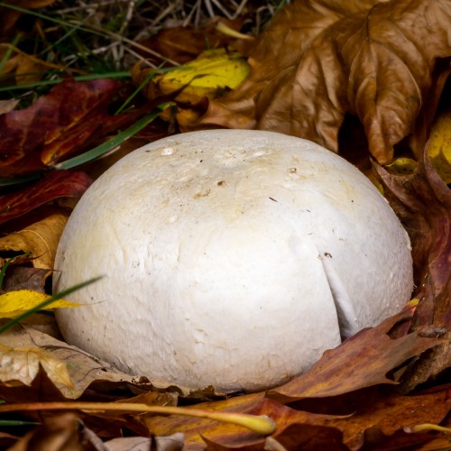 Agaricus arvensis