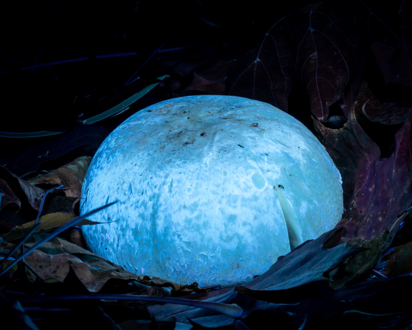 Agaricus arvensis