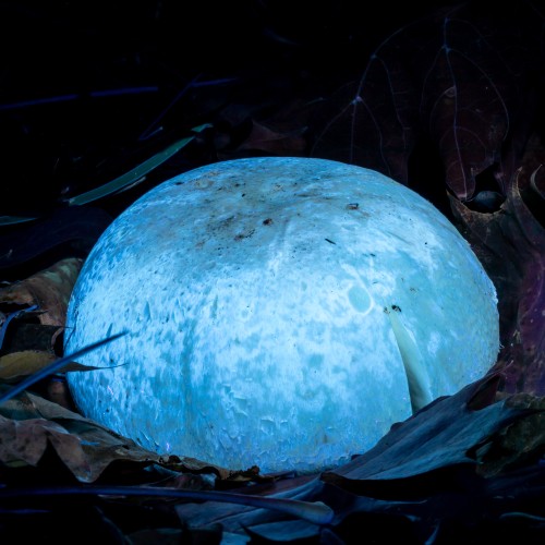 Agaricus arvensis