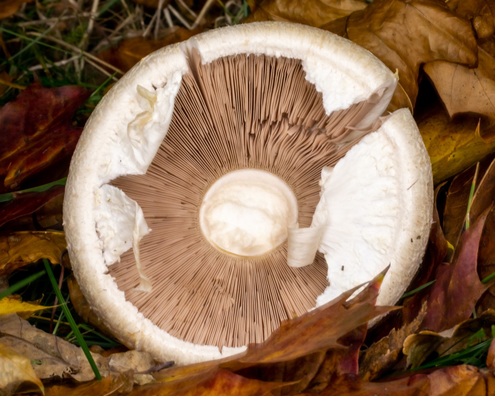 Agaricus arvensis