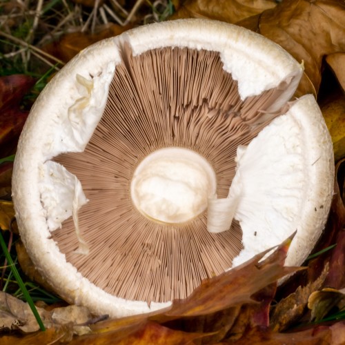 Agaricus arvensis