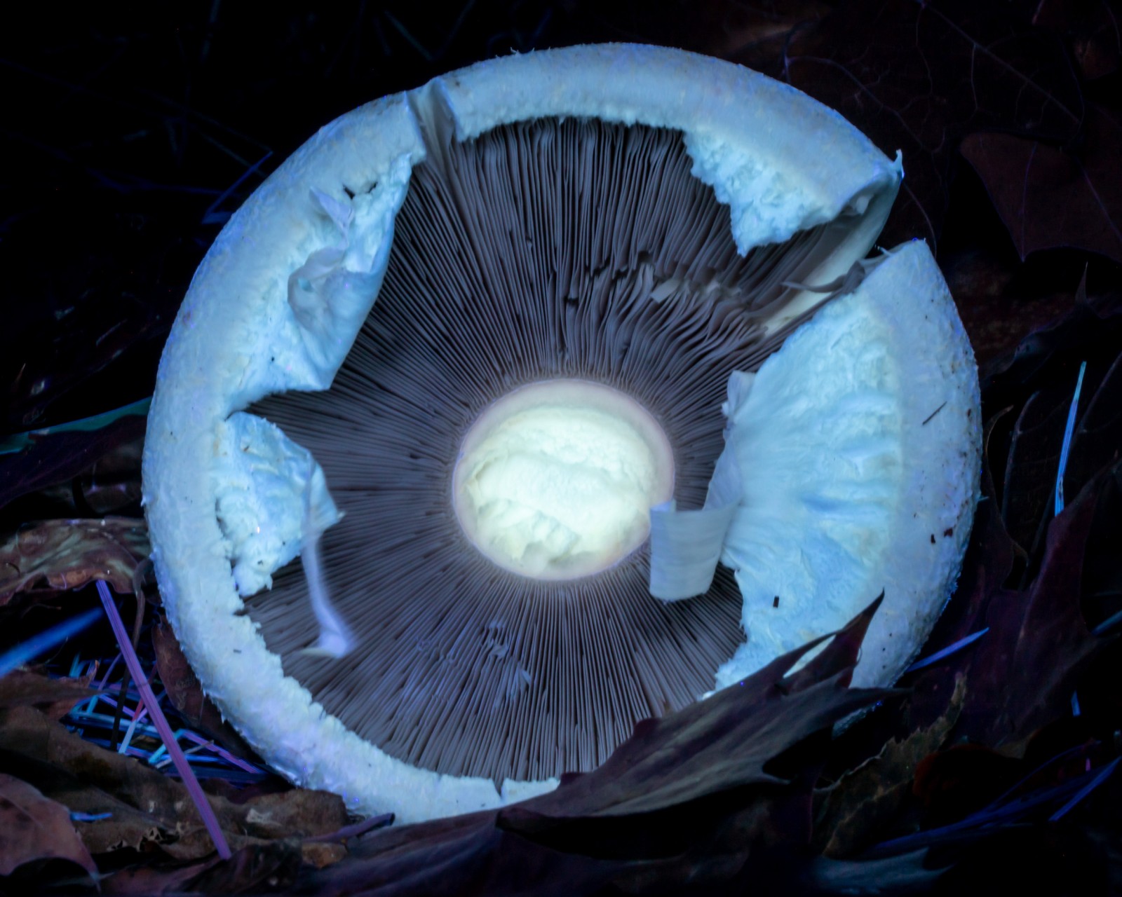 Agaricus arvensis