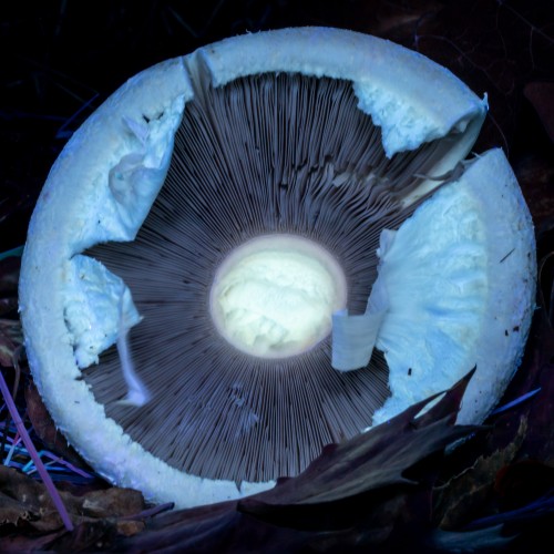 Agaricus arvensis
