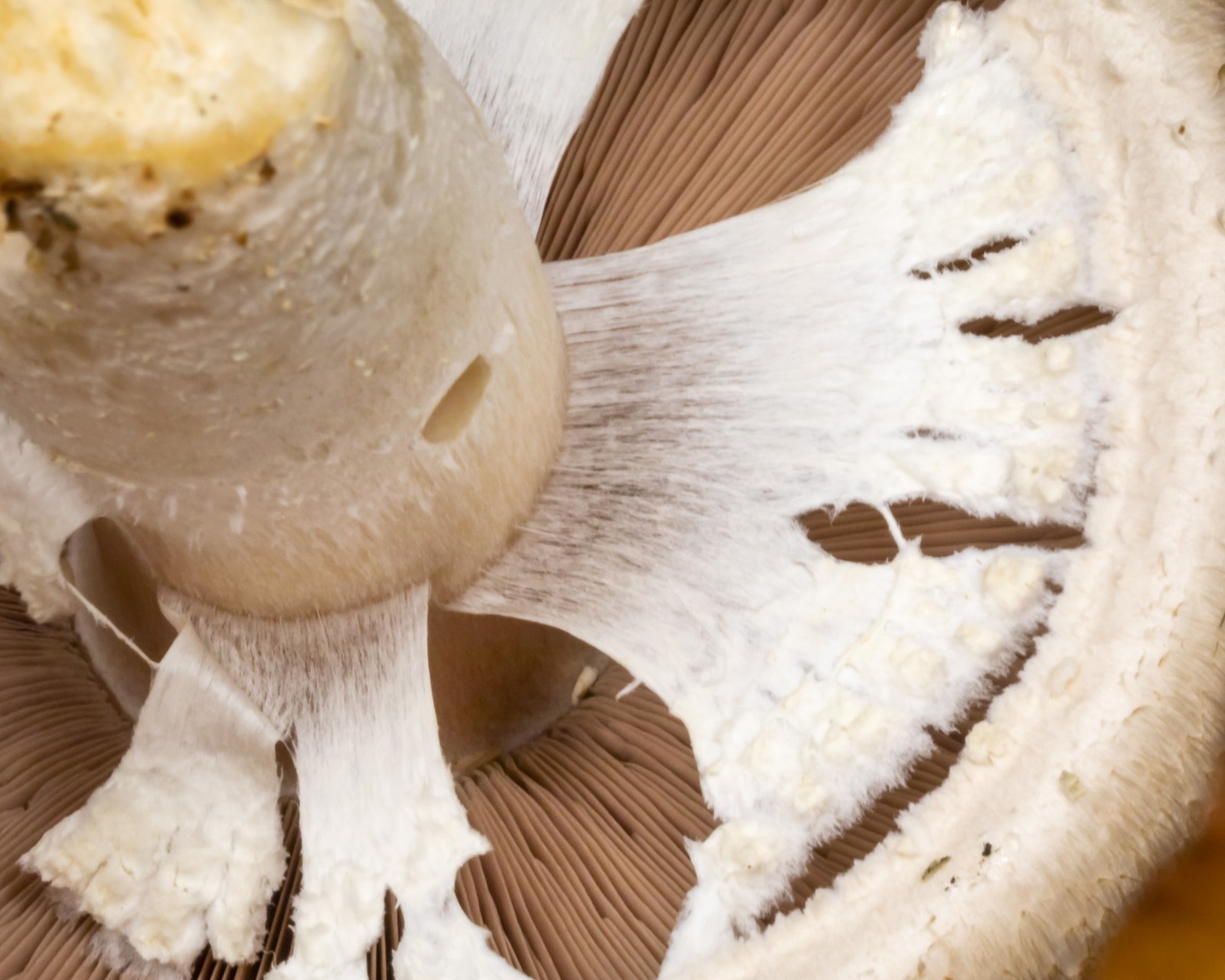 Agaricus arvensis