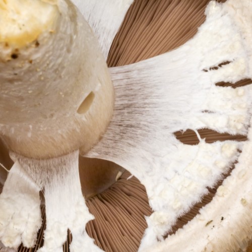 Agaricus arvensis