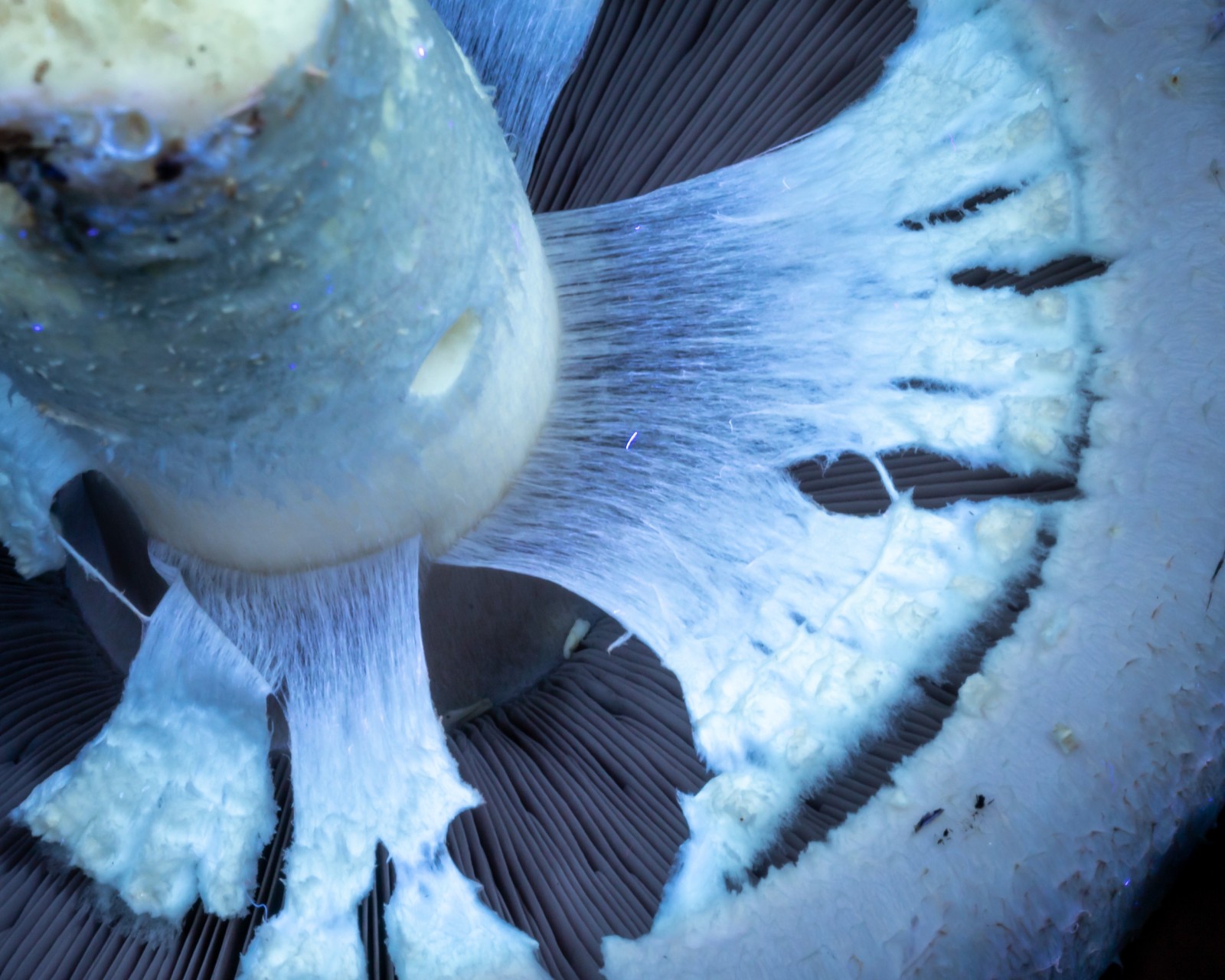 Agaricus arvensis