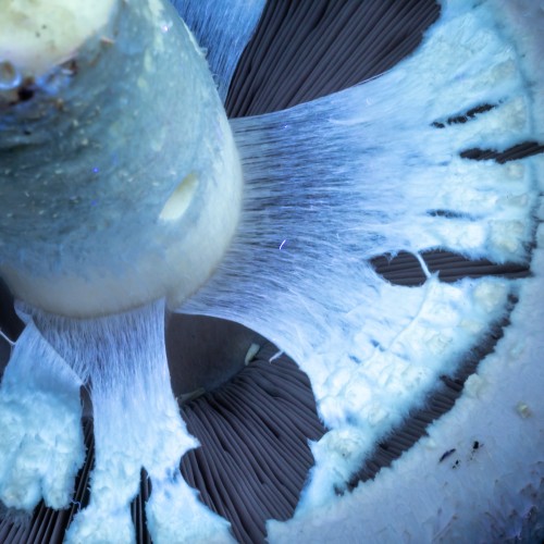 Agaricus arvensis