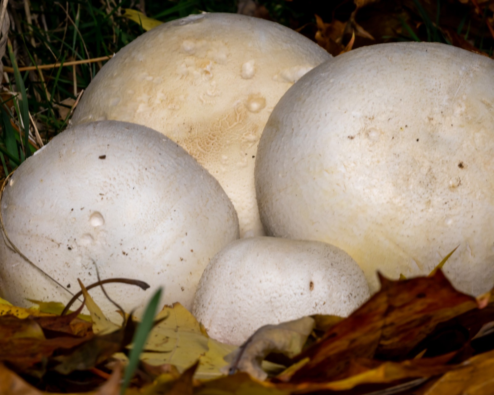 Agaricus arvensis