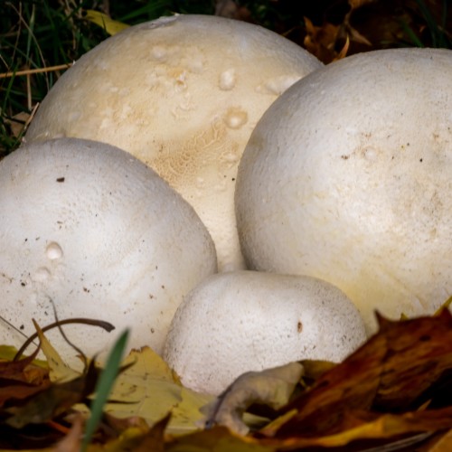 Agaricus arvensis