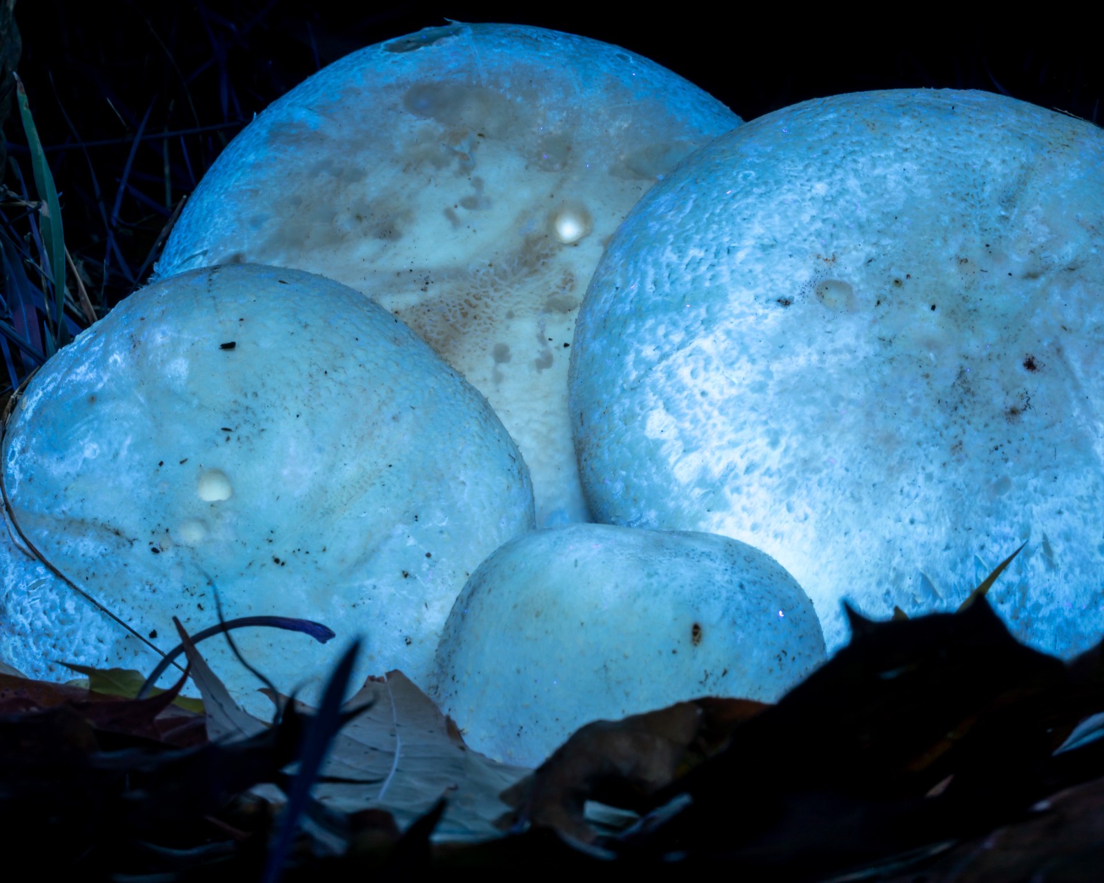 Agaricus arvensis