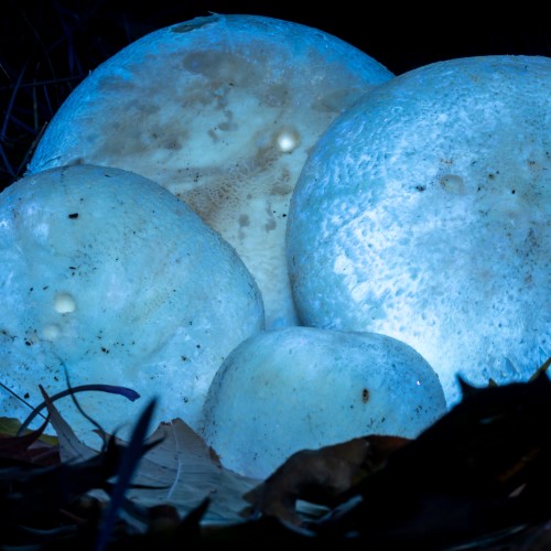 Agaricus arvensis