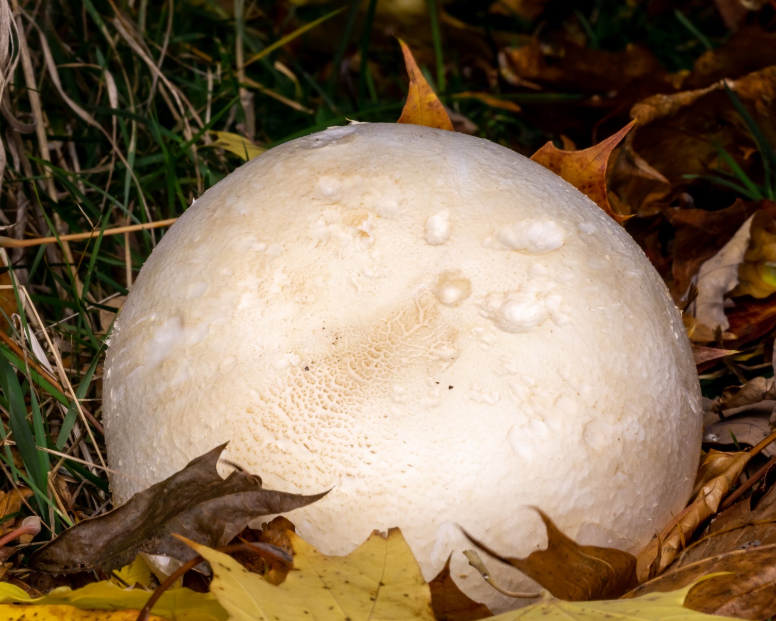 Agaricus arvensis