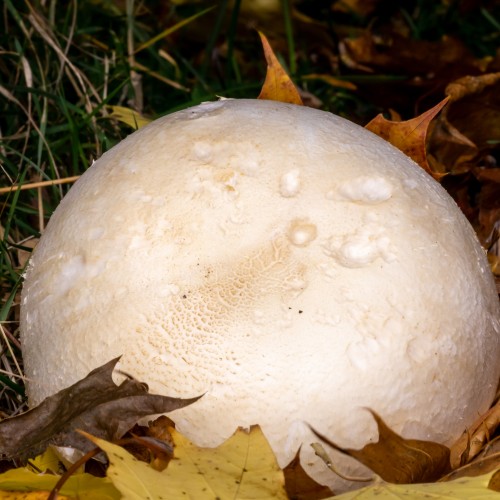 Agaricus arvensis