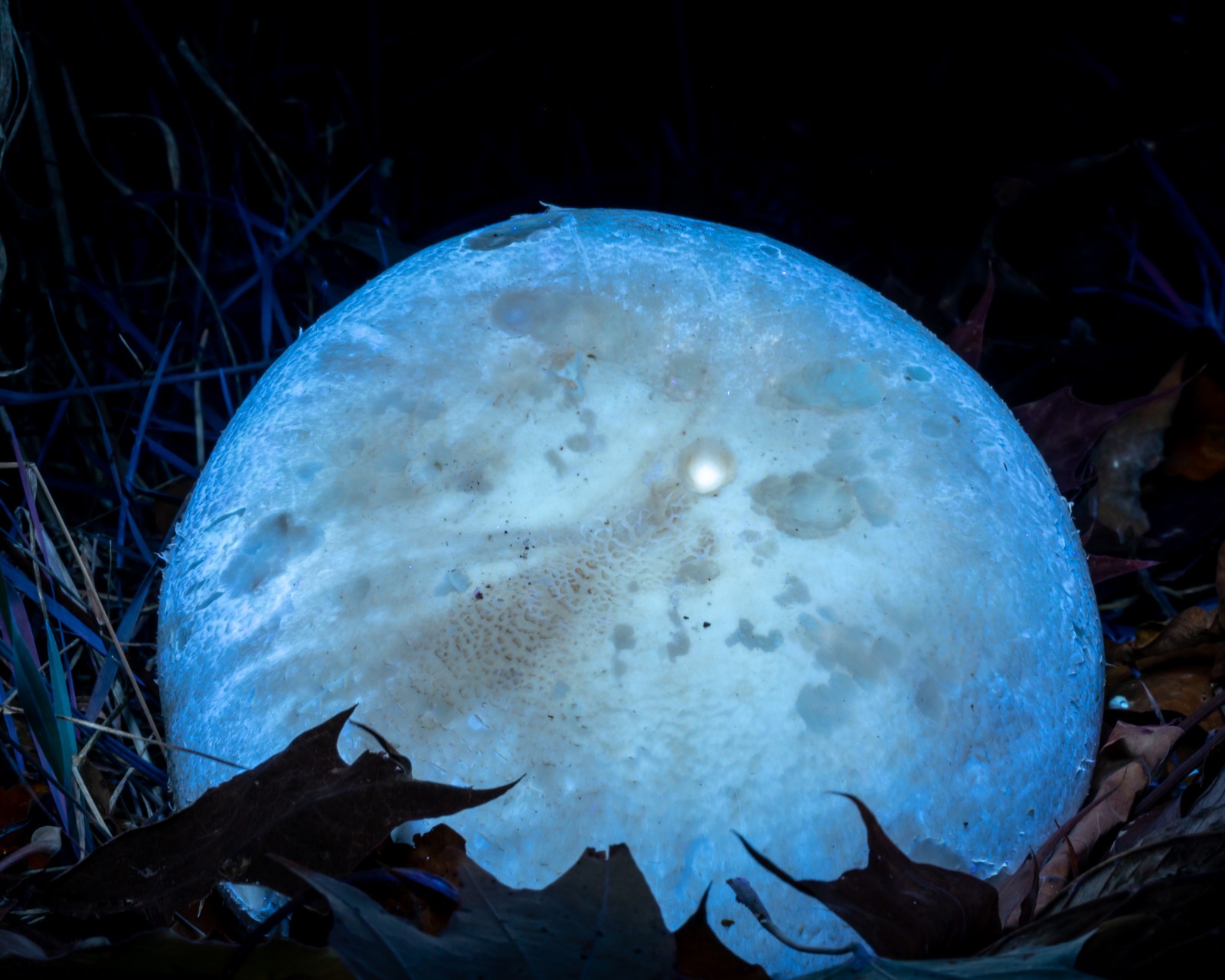 Agaricus arvensis