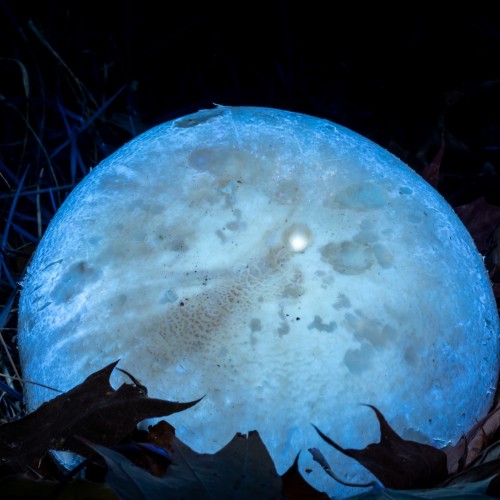 Agaricus arvensis