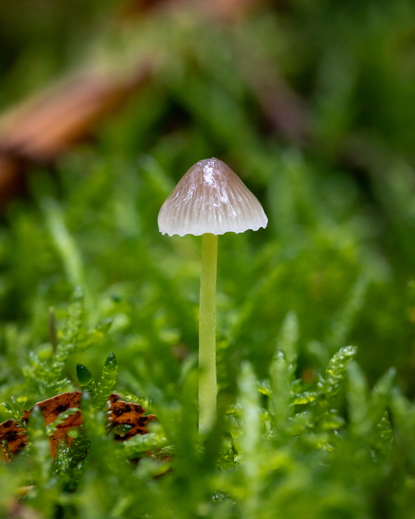 Mycena epipterygia