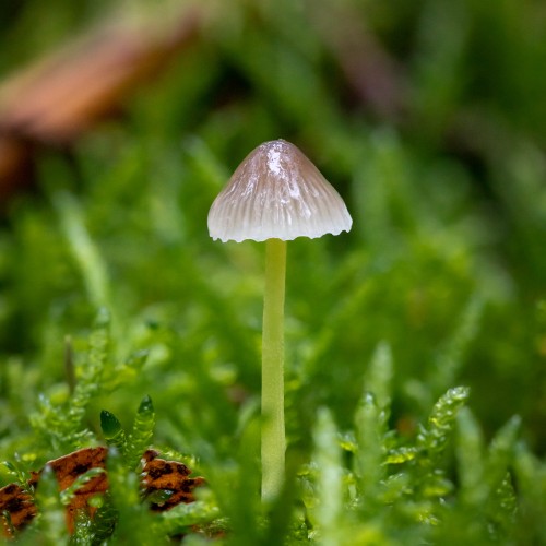Mycena epipterygia