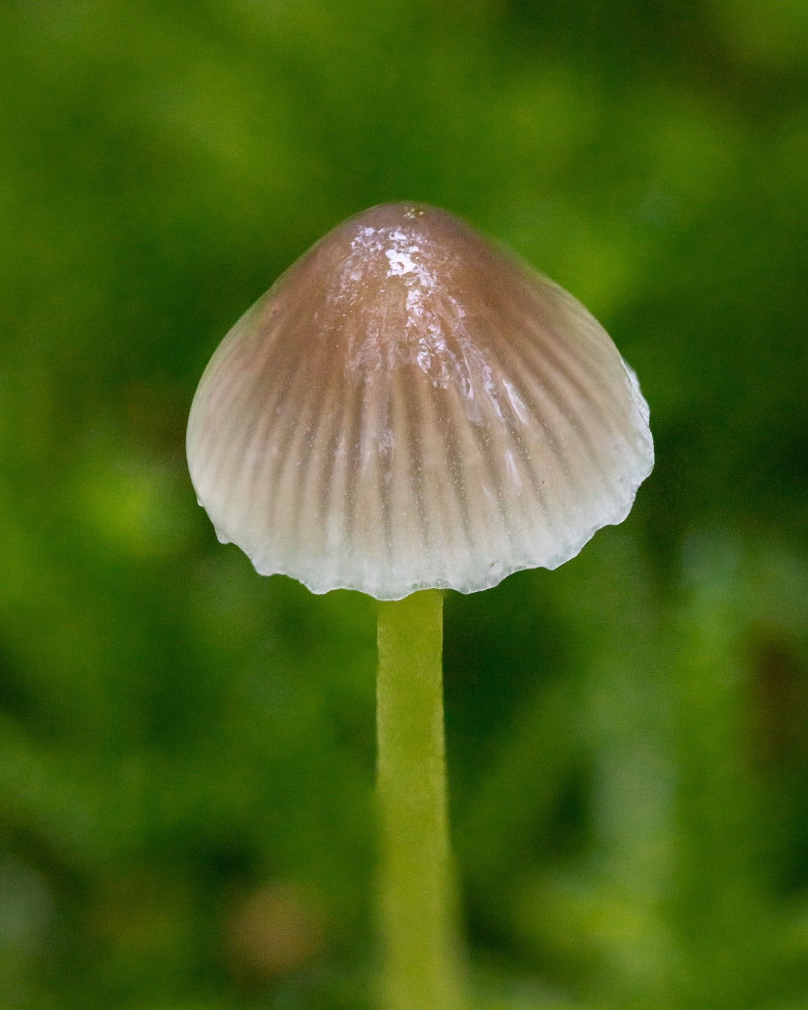 Mycena epipterygia