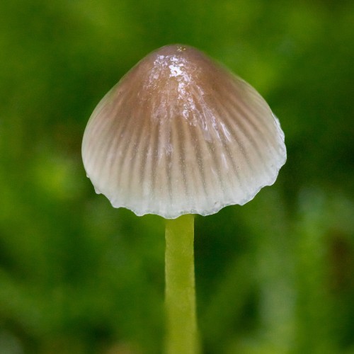 Mycena epipterygia