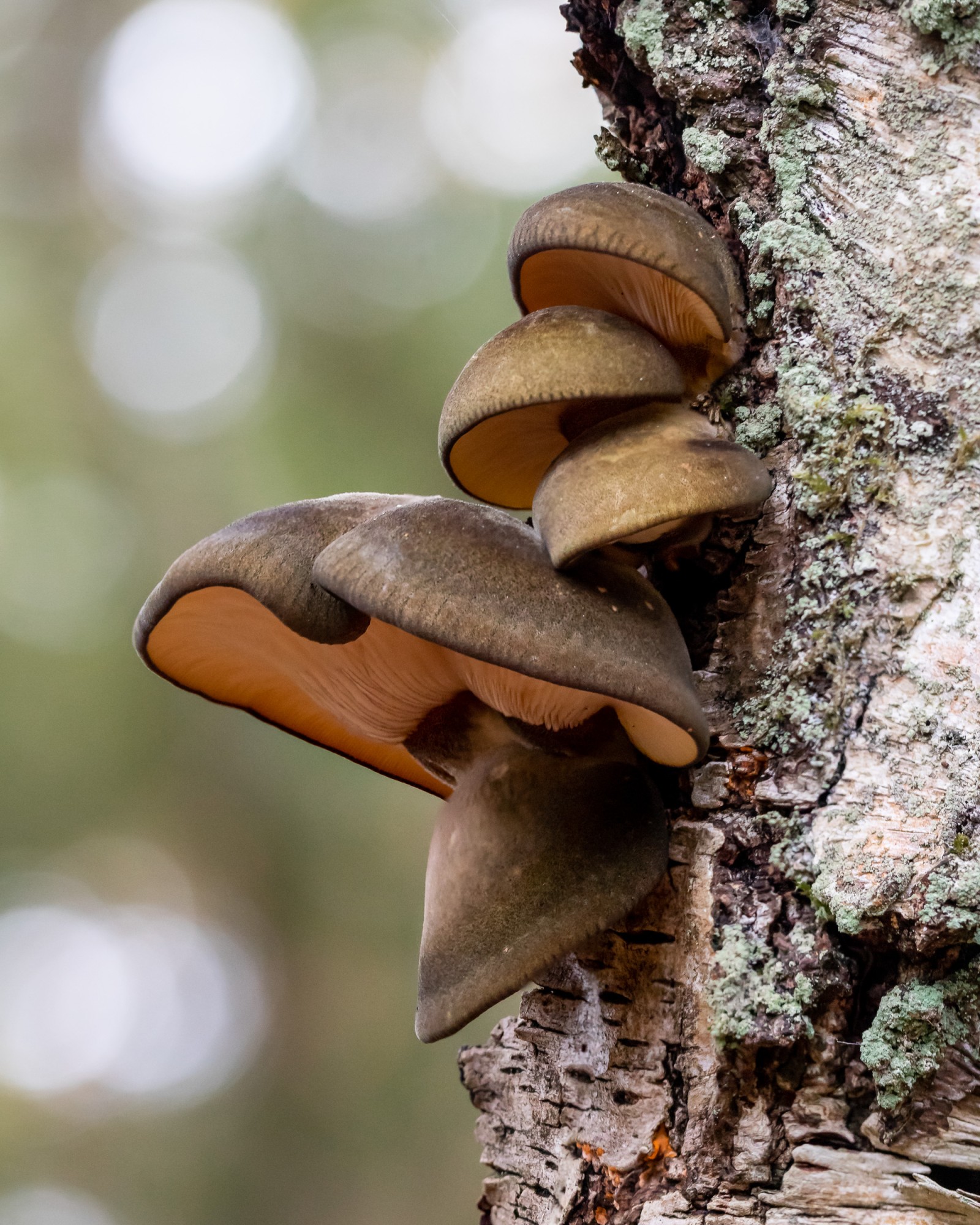 Sarcomyxa serotina