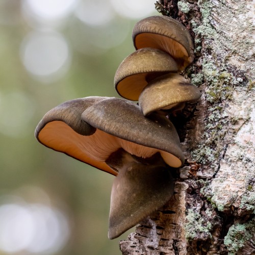 Sarcomyxa serotina