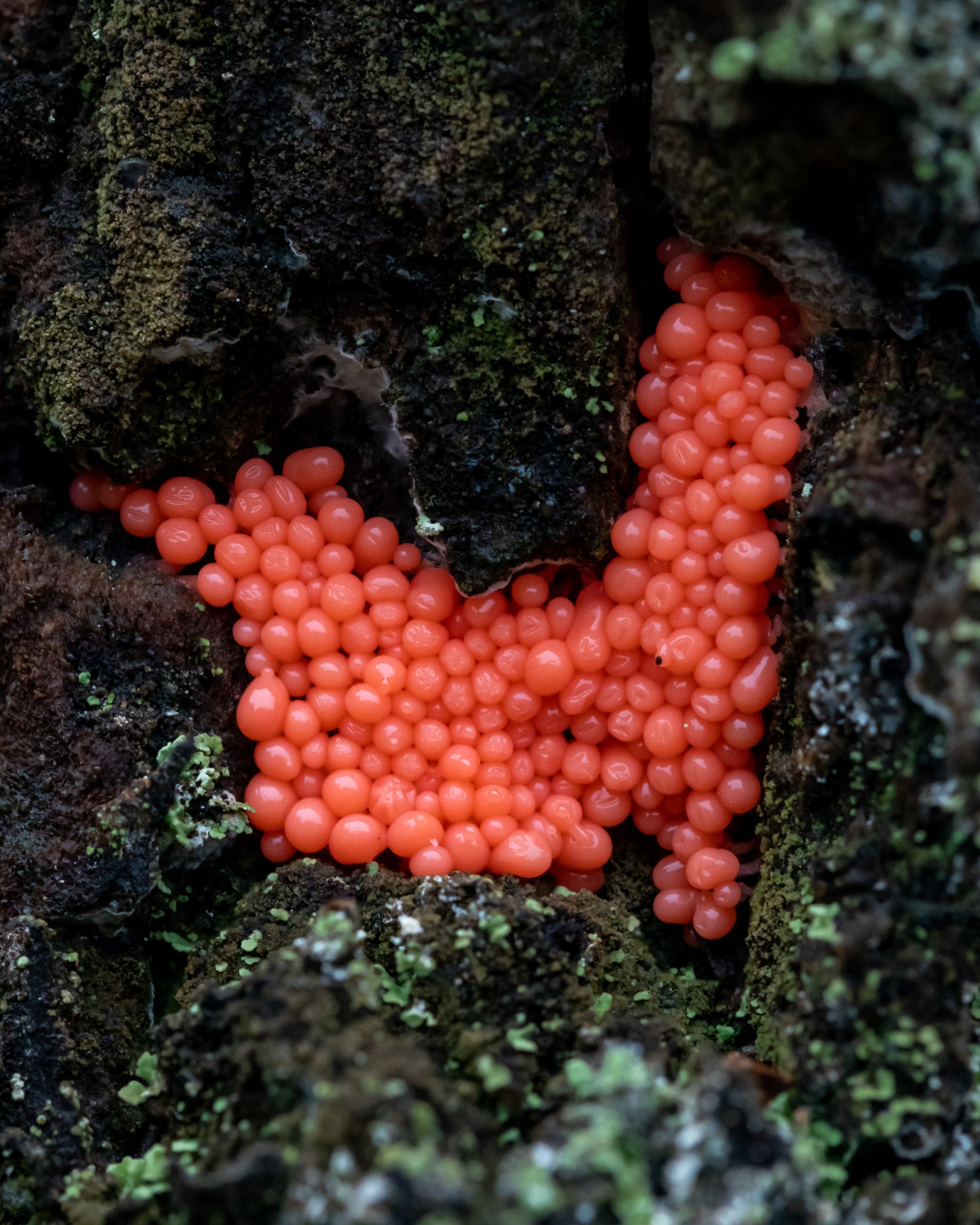 Arcyria ferruginea