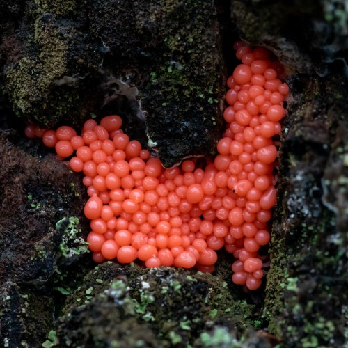 Arcyria ferruginea