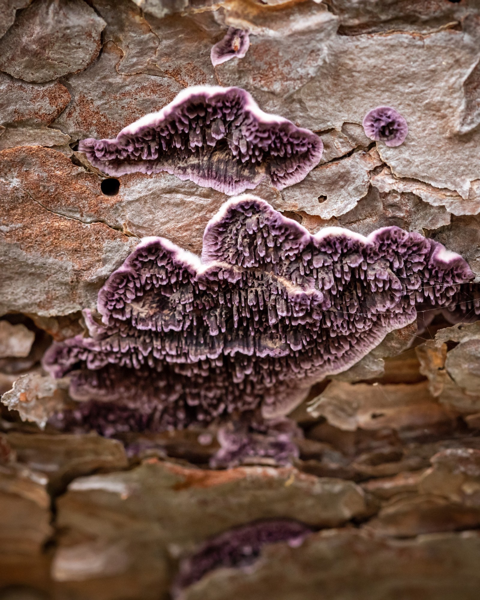 Trichaptum fuscoviolaceum